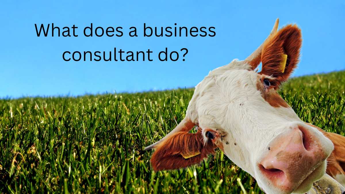 What does a business consultant do?